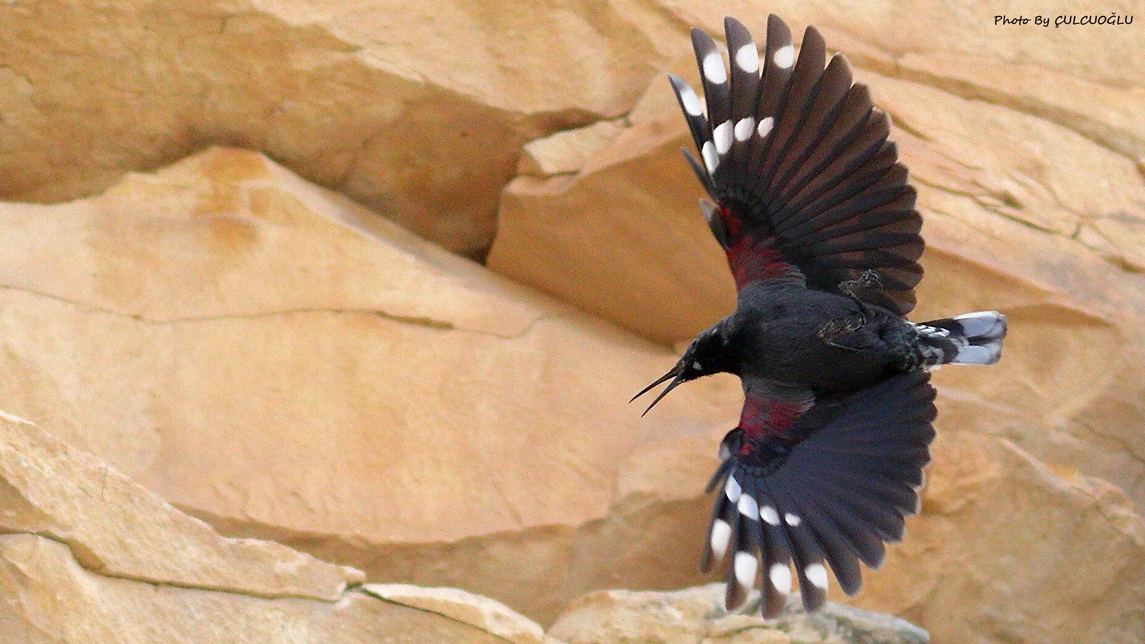 Wallcreeper